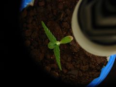 Time-lapse 27