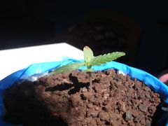 Time-lapse 15
