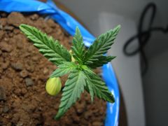 Time-lapse 51