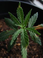 Time-lapse 59