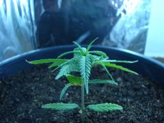 Time-lapse 138