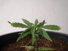 Time-lapse 118