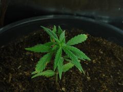 Time-lapse 120
