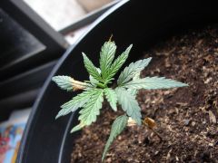 Time-lapse 54