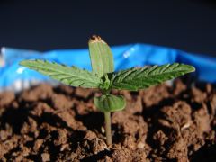 Time-lapse 13
