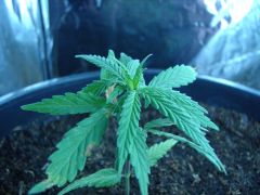 Time-lapse 125