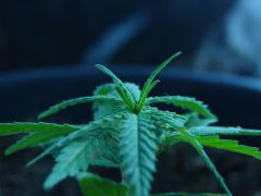 Time-lapse 140