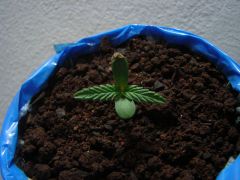 Time-lapse Plantinha 5