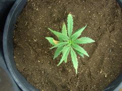 Time-lapse 95