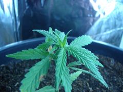 Time-lapse 126