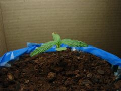 Growroom box 6