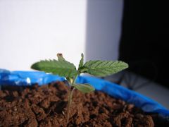 Time-lapse 25