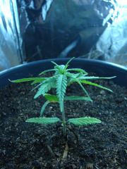 Time-lapse 137