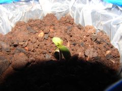 4 estágio cannabis (2)
