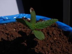 Time-lapse 5