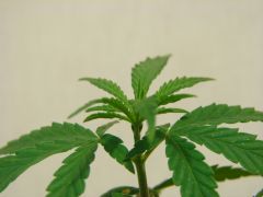Time-lapse 166