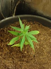 Time-lapse 153