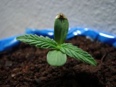 Time-lapse Plantinha 1