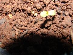 4 estágio cannabis (12)