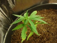 Time-lapse 156