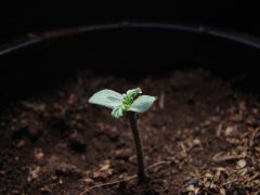 Young sprout 3