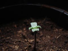 Young sprout 2