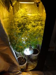 GeralGrow27-04