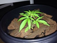 14 dias desde a germinação