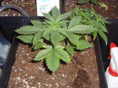 White Widow 14 dias Close