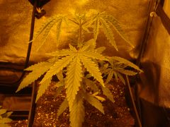 Liberty Haze 21dias