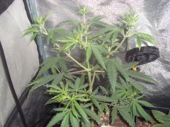 Liberty Haze 28 dias close