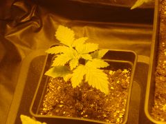 White Widow 7 dias