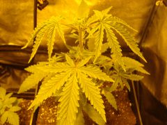 Liberty Haze 21dias close