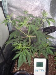 Liberty Haze 28 dias