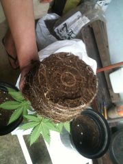 Afghan kush roots