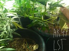 LST AK47