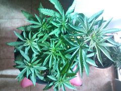 LST marley cheese