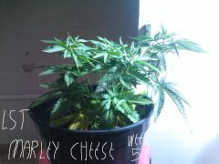 LST marley cheese