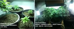 compara grow