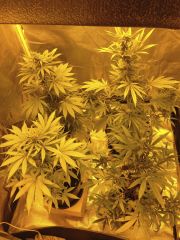 grow 4 semana