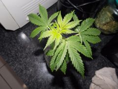 Clone Cannabis Indica