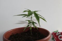 PRENSEED45DIAS002