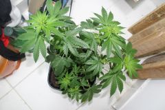 Indica com 49 dias