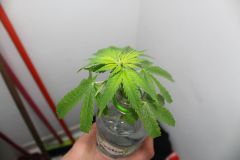 Clone 5 dias