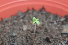 Prenseed plantada dia 01/10