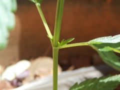 DSCN0816