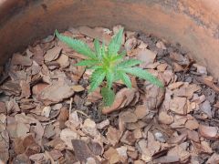 DSCN0775