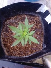 Mobydick Auto 4 semanas