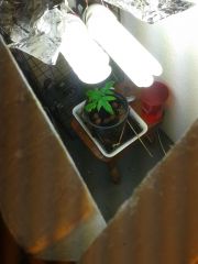 grow vega #3