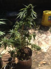 super skunk fim de flora